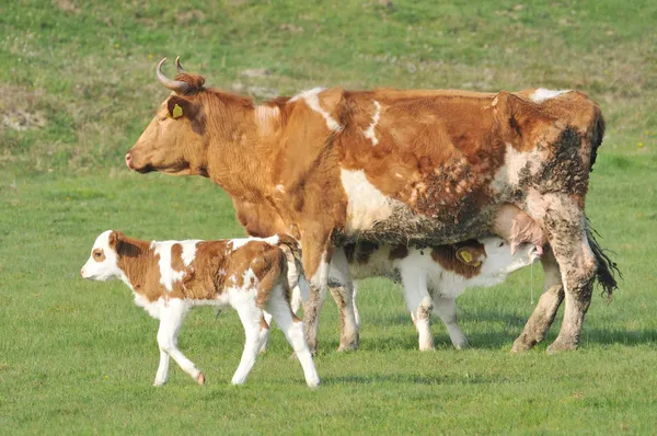 Vaca y ternera en el pasto — Foto de Stock