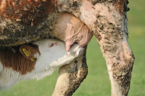Vaca e bezerro no pasto — Fotografia de Stock