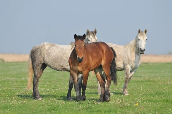 Trzy konie na trawie — Zdjęcie stockowe