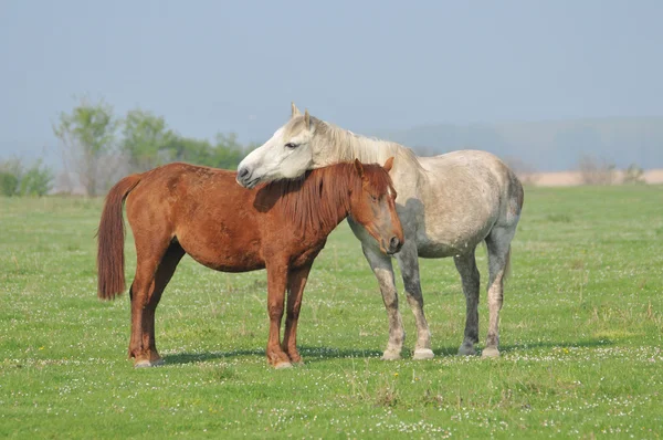 stock image Horses on the grass