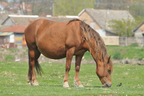Hästbete gräs — Stockfoto