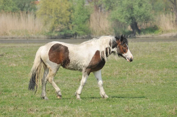 Piebald кінь — стокове фото