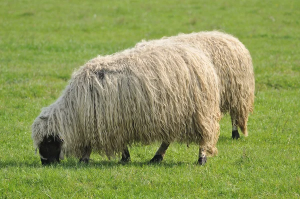 Овцы на пастбище — стоковое фото