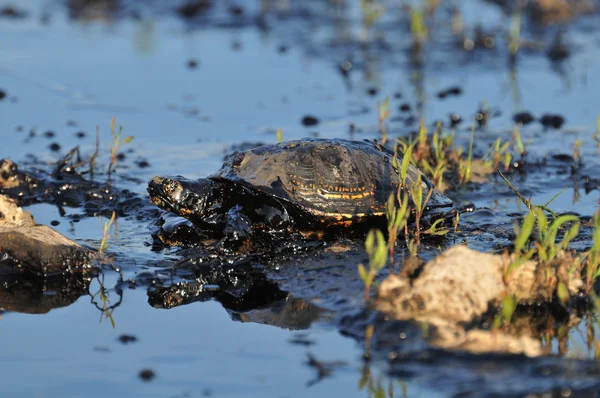 Želvy v ropné skvrně — Stock fotografie