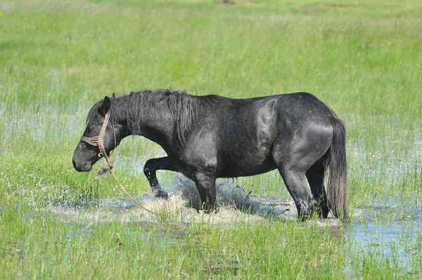 stock image Horses in the water