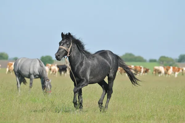 Cavalos em pasto — Fotografia de Stock