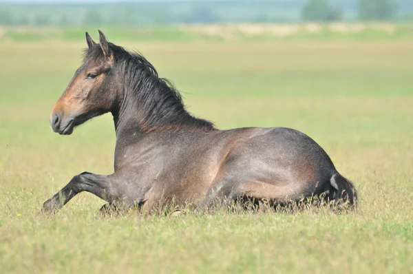 Cavalos em pasto — Fotografia de Stock