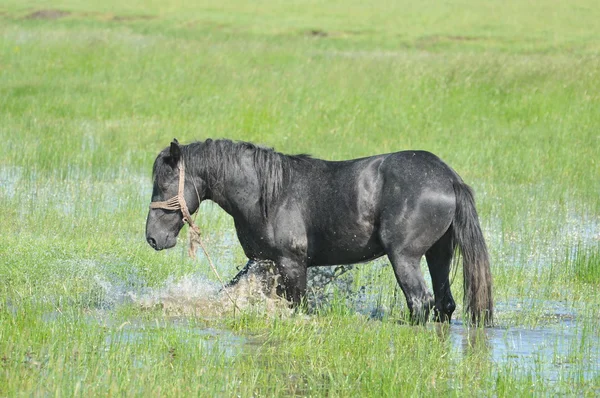 stock image Horses in the water