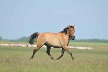 Horses on pasture clipart