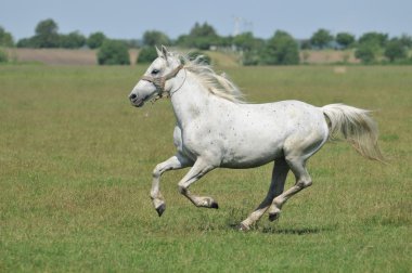 White horse gallops in a meadow clipart