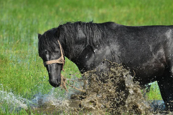 Black horse to water
