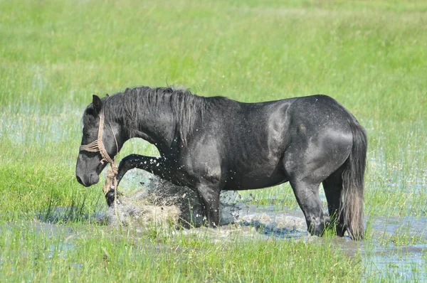 馬を水に — ストック写真