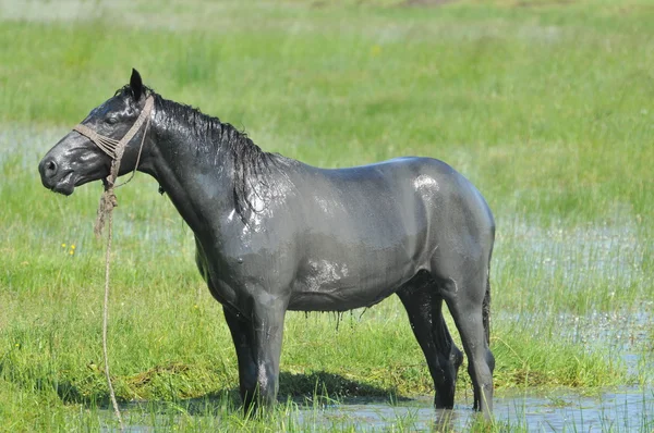 Koń do wody — Zdjęcie stockowe