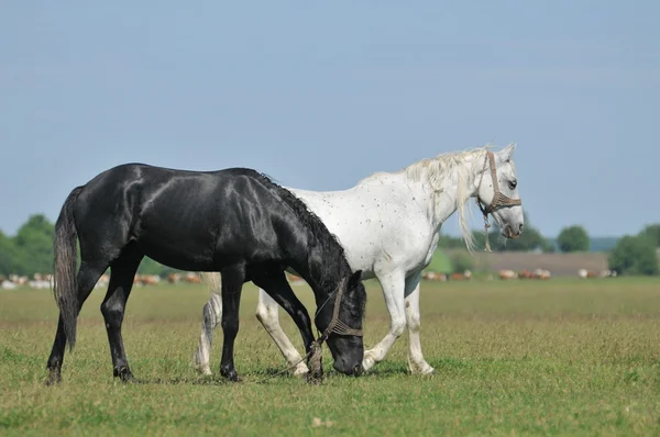 Manada de cavalos em pasto — Fotografia de Stock