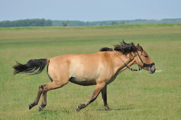 Лошади на пастбище — стоковое фото