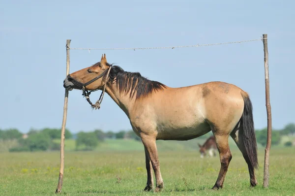 Коні на пасовищі — стокове фото