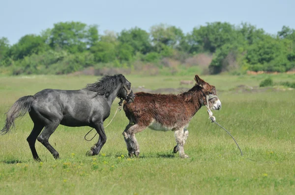 Bitwa pod konia i osła — Zdjęcie stockowe
