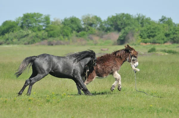 Koń goni tyłek — Zdjęcie stockowe
