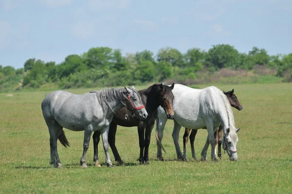 Стадо лошадей на пастбище — стоковое фото