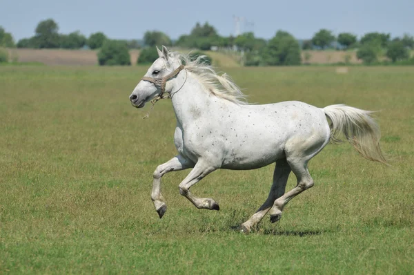 Cavalo branco galopa em um prado — Fotografia de Stock