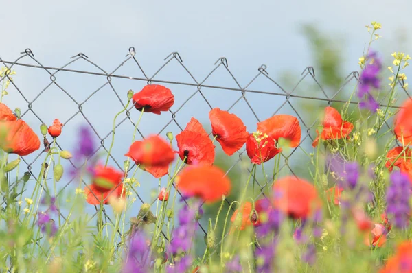 Red poppy field with flying bumblebee — Stock Photo, Image