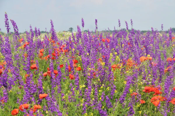Flower meadows — Stock Photo, Image