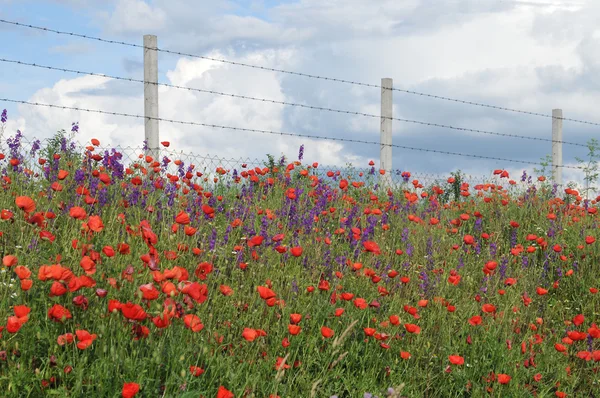 Цветочное поле и забор — стоковое фото