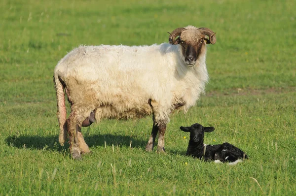 Ovejas y corderos en la hierba — Foto de Stock