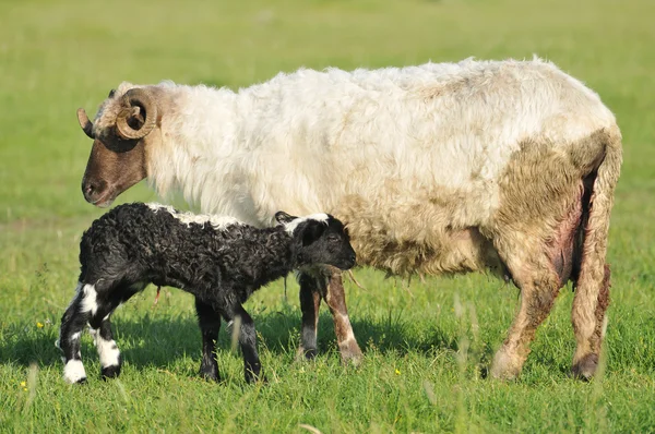 Вівця і ягня на траві — стокове фото