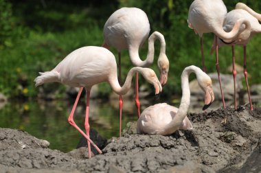 flamingolar iç içe geçirmek için