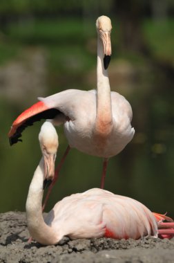 flamingolar iç içe geçirmek için