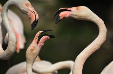 flamingolar iç içe geçirmek için