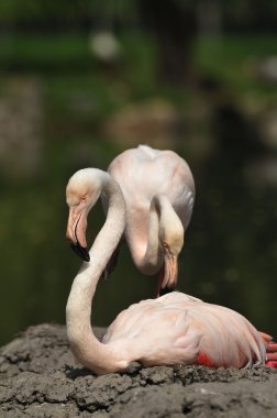 Flamingolar