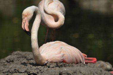 Flamingolar