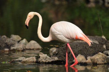 Flamingolar