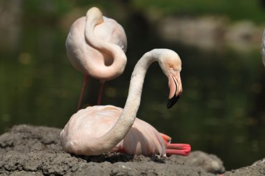 Flamingolar