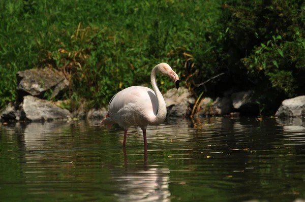 A flamingók a fészket — Stock Fotó