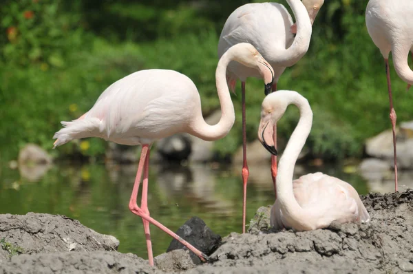 Flamingor — Stockfoto