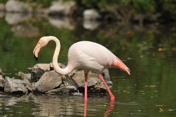 stock image Flamingos