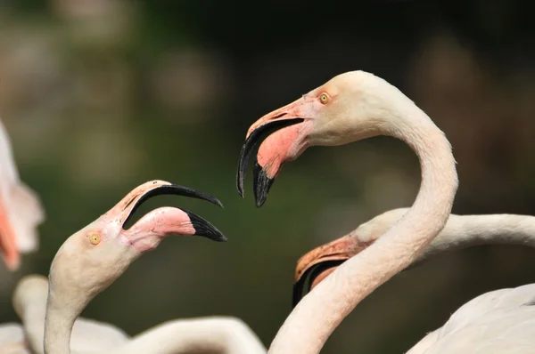 stock image Flamingos