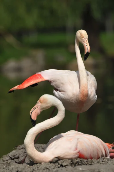 Flamingos att kapsla — Stockfoto