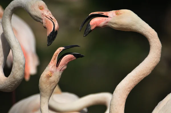 stock image Flamingos to nest