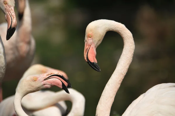 stock image Flamingos