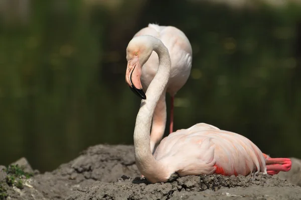 Flamingos to nest — Stock Photo, Image