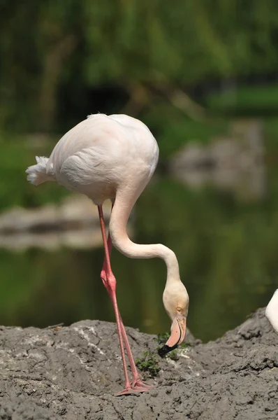 stock image Flamingos to nest