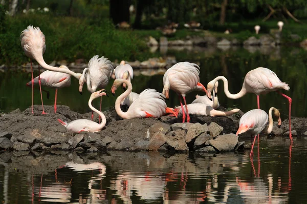 Flamingos att kapsla — Stockfoto