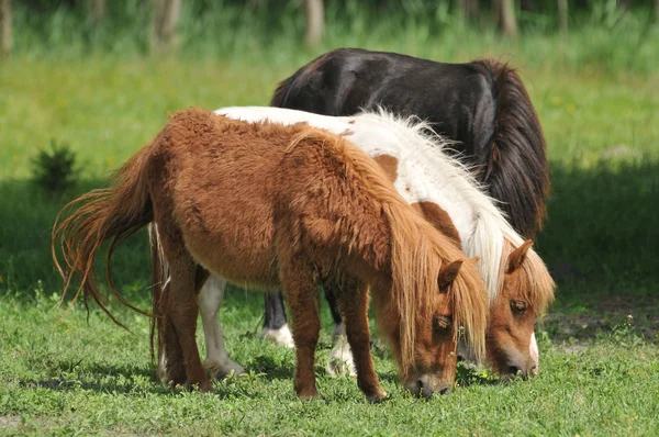 stock image Pony horses