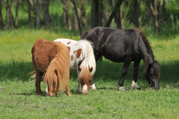 Pony paarden — Stockfoto