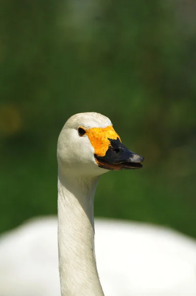 Cabeza de cisne blanco — Foto de Stock