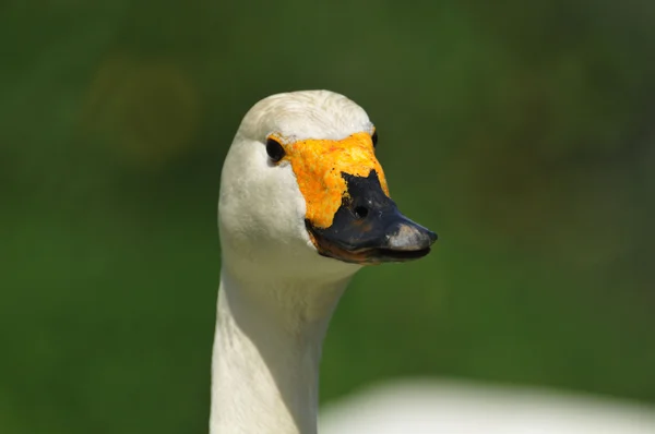 The head of a swan — Stock Photo, Image
